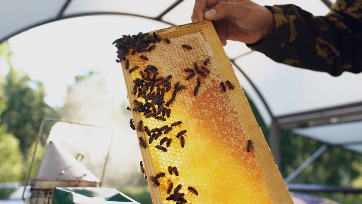 Beekeeper inspecting a honeycomb frame filled with bees