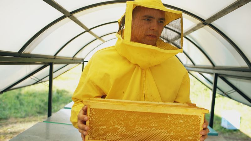 Wild honeycomb