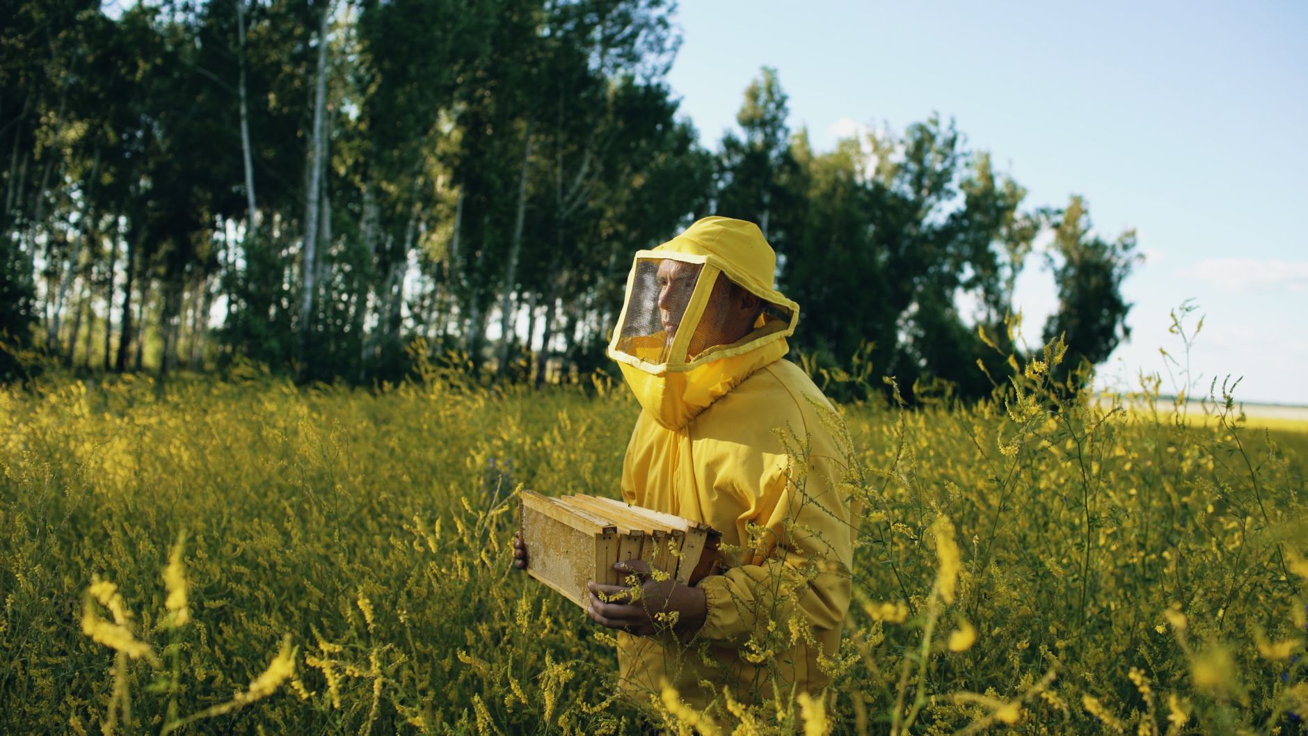 Beekeeper in protective gear amidst a lush yellow flowering field.