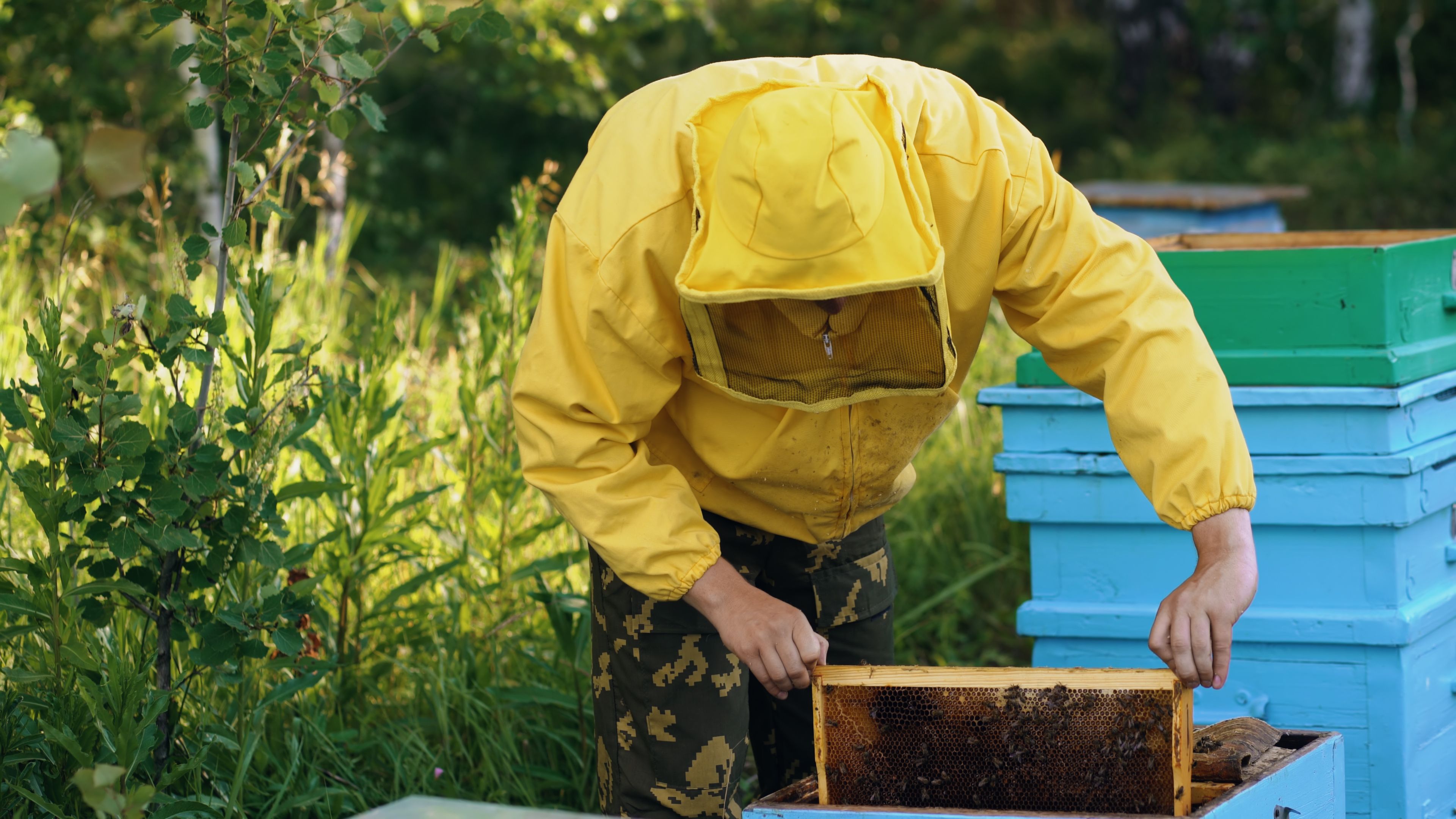 Queen excluder for hive management