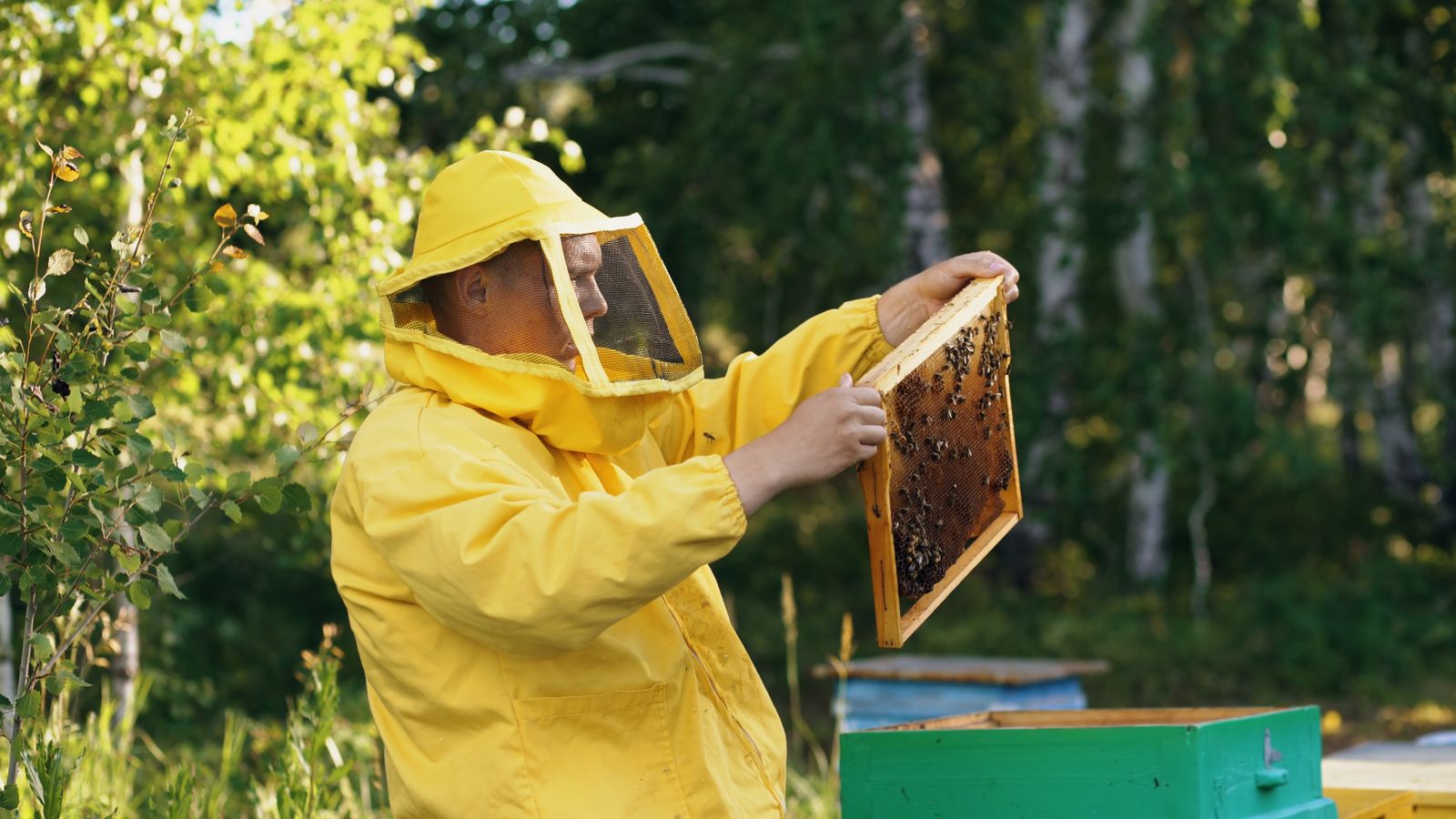 Apiculteur tenant un cadre de ruche couvert d’abeilles