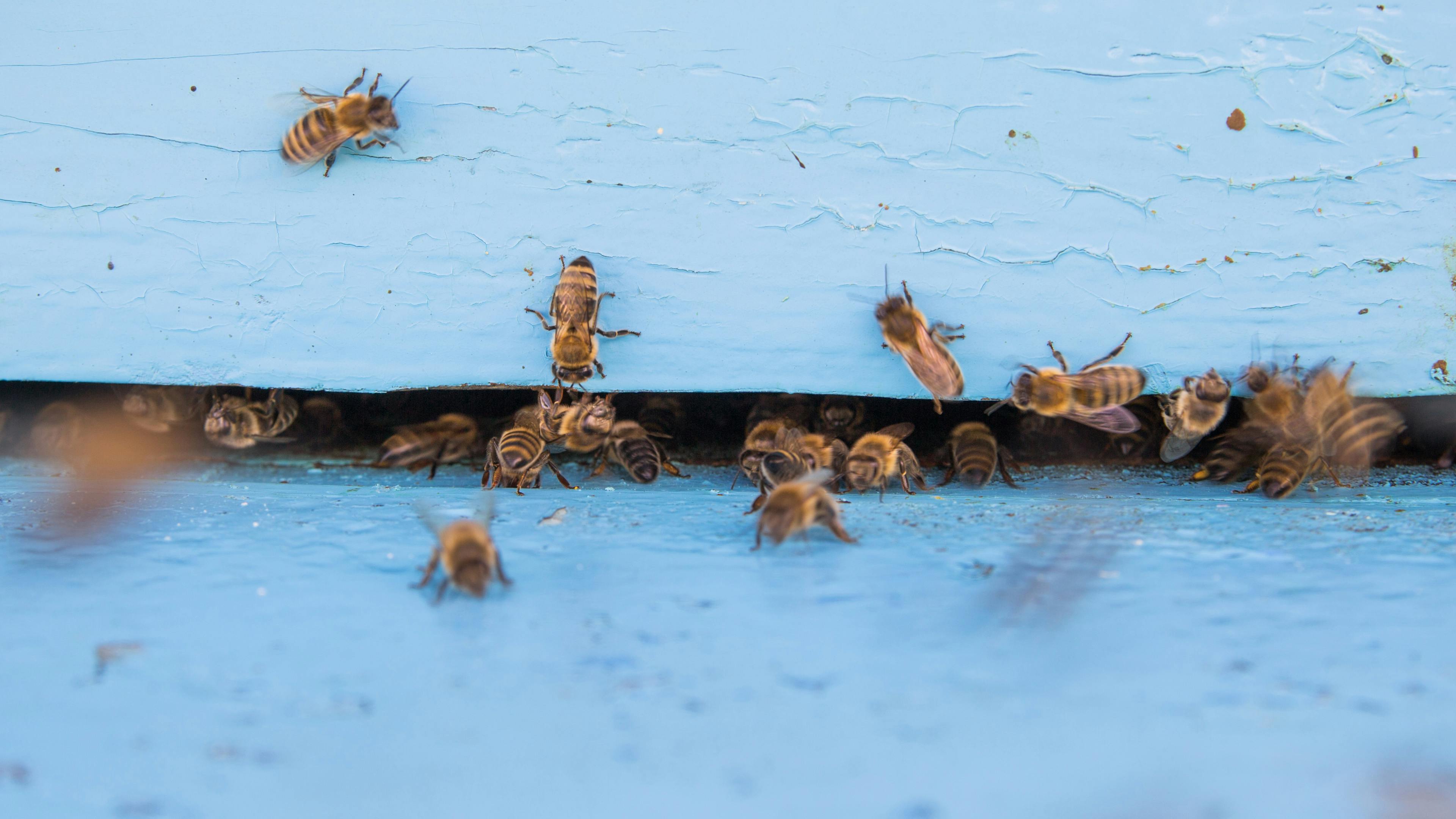 Ark Valley Civics Bee Competition to Send Three Local Students to State — Photo by Vitaly Gariev on Pexels
