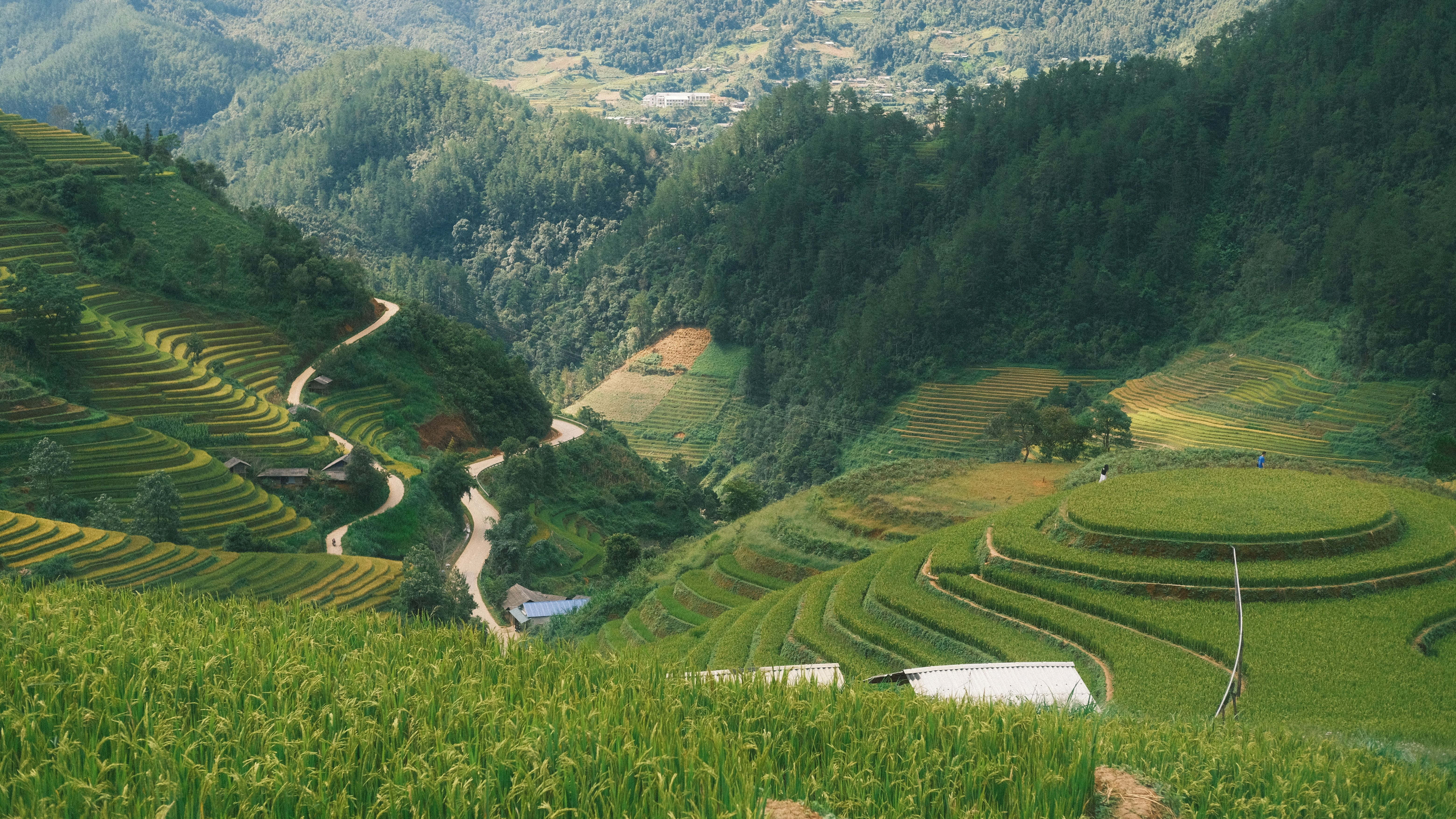 Lush Green Rice Terraces in Scenic Mountain Valley · Free Stock Photo