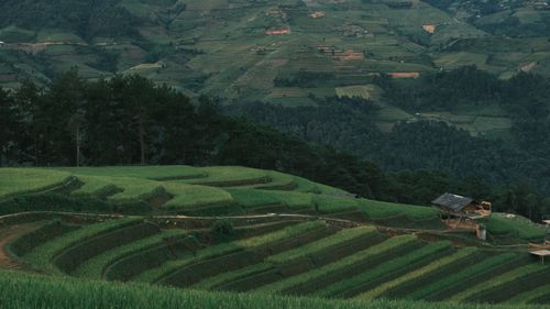 Free Stunning view of lush green terrace fields cascading through hills, perfect for nature and travel themes. Stock Photo