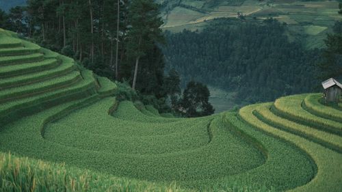 Free Scenic view of terraced rice fields with lush greenery and a small wooden hut. Stock Photo