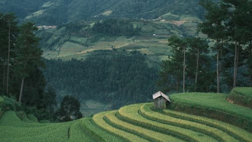 Free Beautiful terraced rice fields and hut with mountain backdrop. Stock Photo