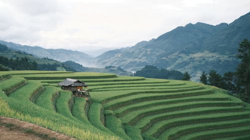 Free Beautiful terraced rice fields with a rustic hut and misty mountains in the background. Stock Photo