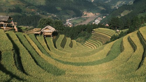 Free Beautiful terraced rice fields under a clear sky with mountain background, showcasing sustainable farming. Stock Photo