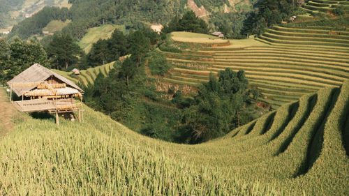 Free Beautiful terraced rice fields in lush green environment with traditional hut. Stock Photo
