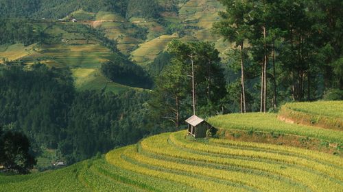 Free Beautiful landscape of terraced rice fields and forested hills, evoking tranquility and rural charm. Stock Photo