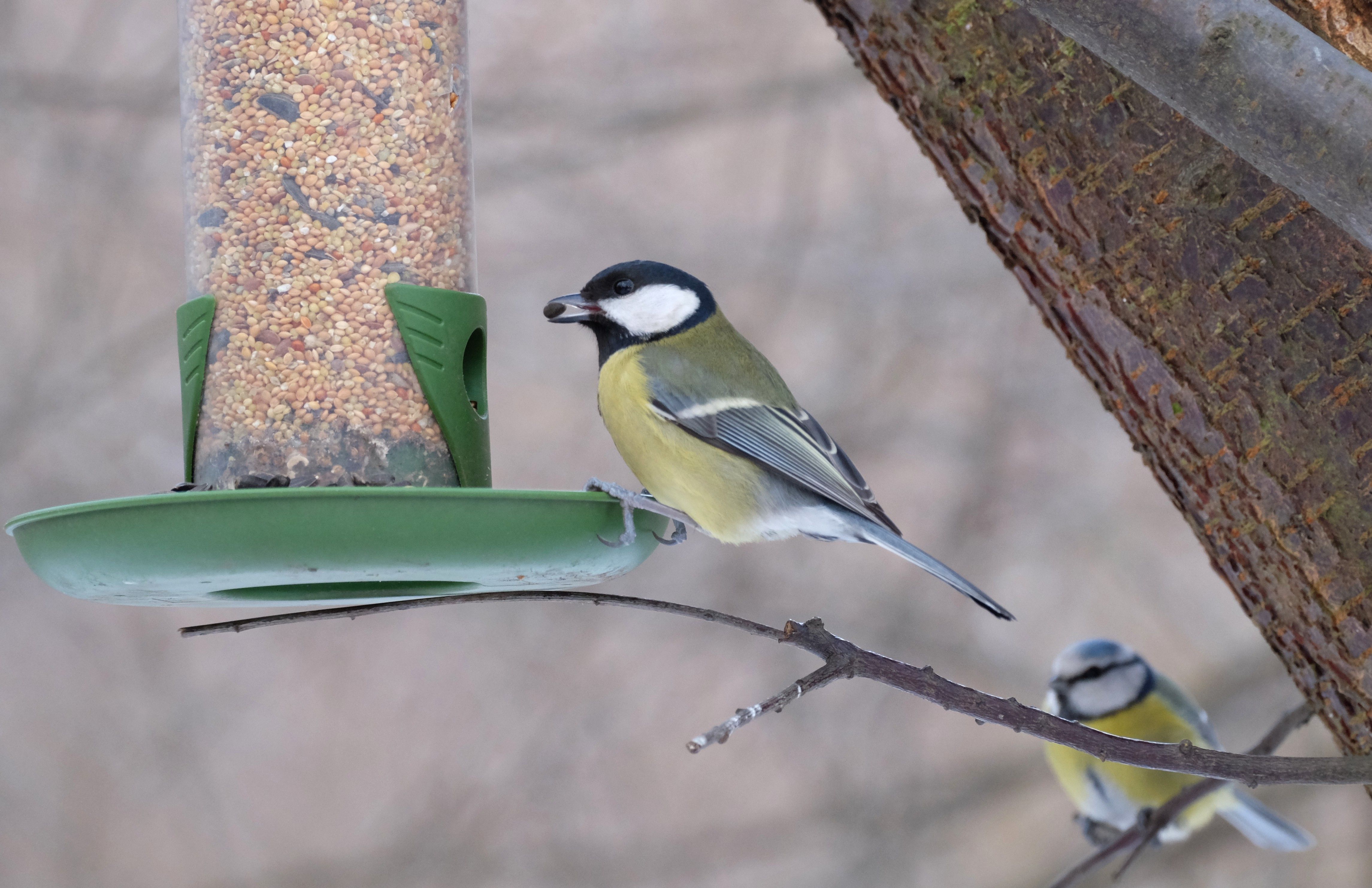 Two Great Tits perched on a bird feeder during winter.