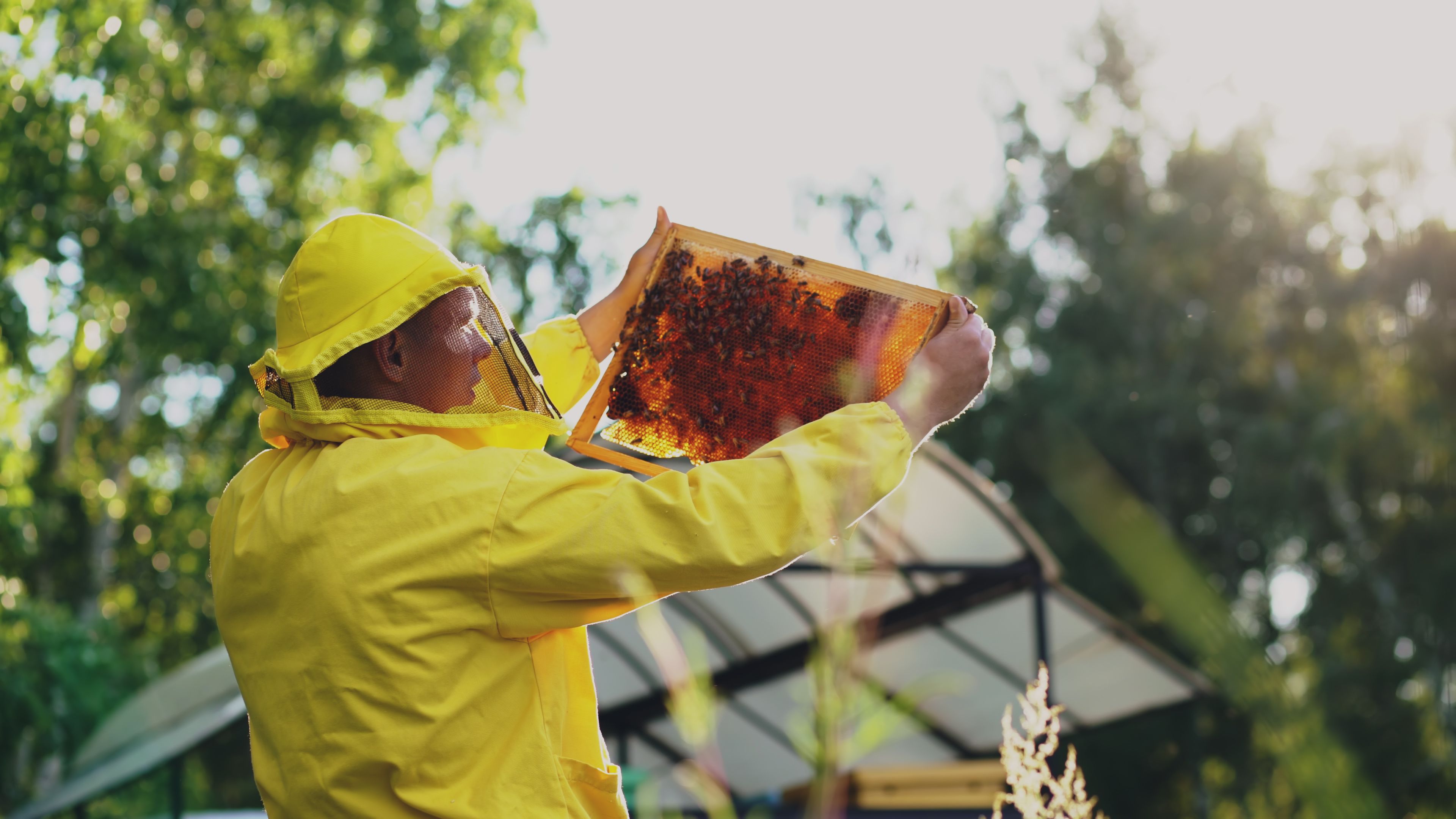 A beekeeper in a protective suit inspecting a beehive frame full of bees