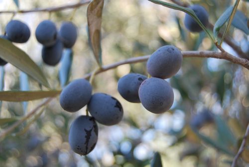 Free Detailed close-up of ripe black olives hanging on a branch with blurred background. Stock Photo
