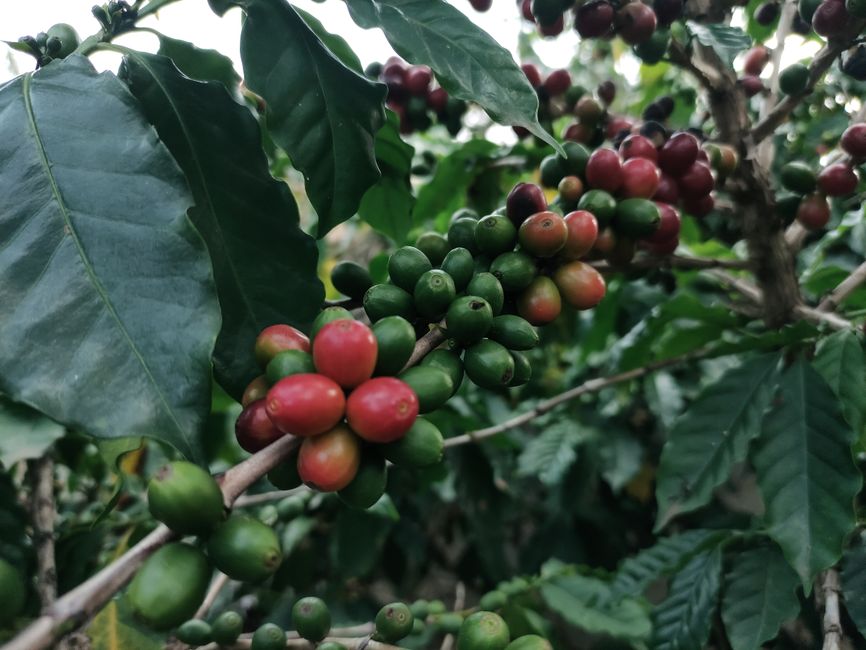 Asociación Café Andino del Cauca, imagen 3