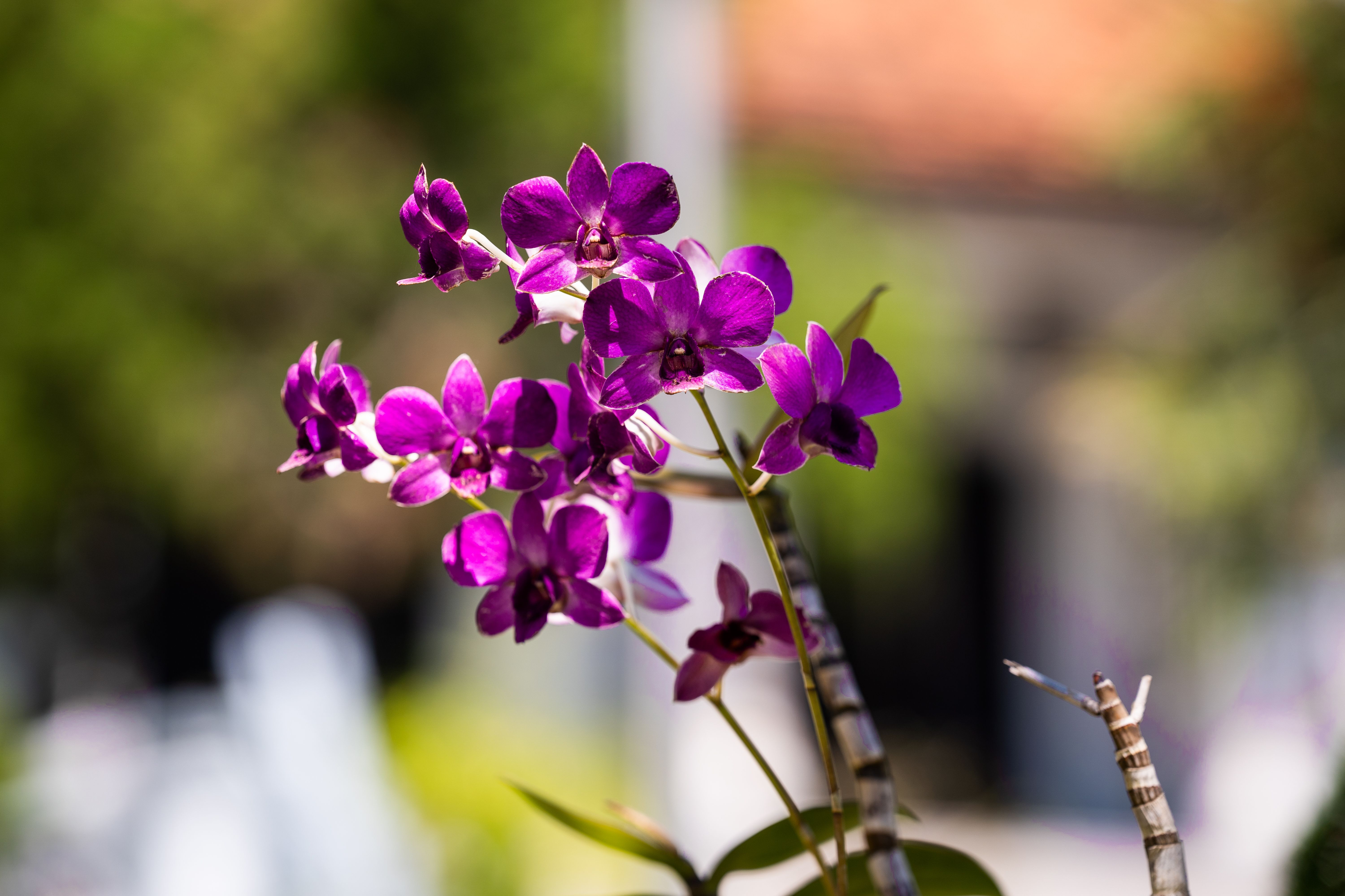 Vibrant Purple Orchids in Springtime Sunlight · Free Stock Photo