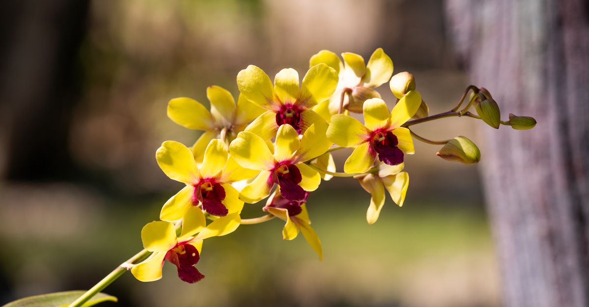 Les Meilleures Techniques pour Cultiver des Plantes Rares