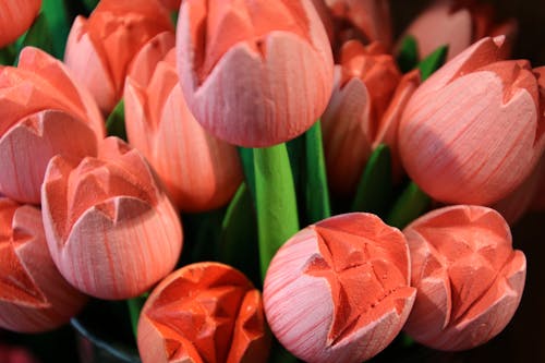 Foto stok gratis Belanda, bunga kayu, bunga tulip