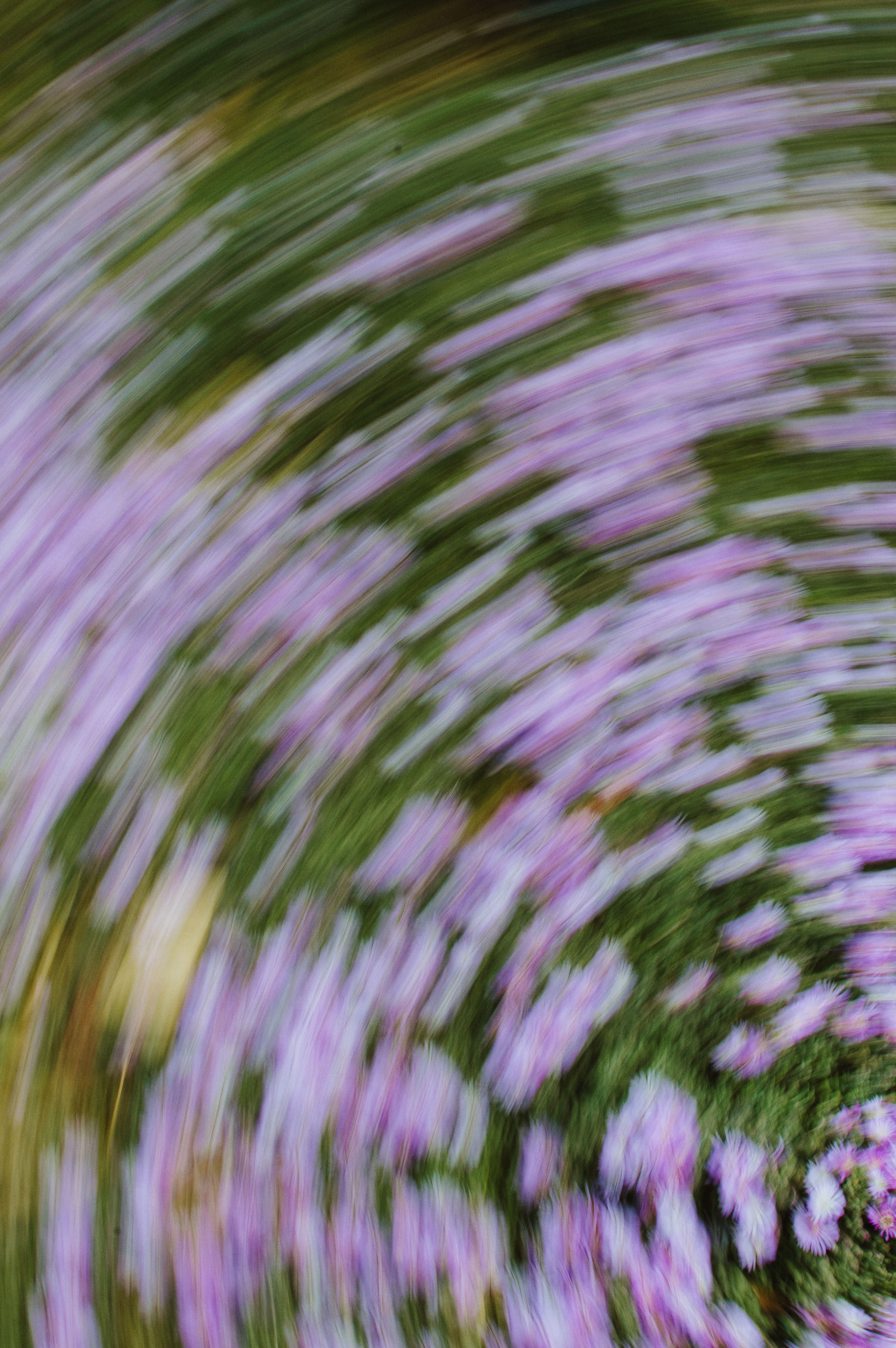 Swirling motion blur of purple flowers creating an artistic abstract pattern.
