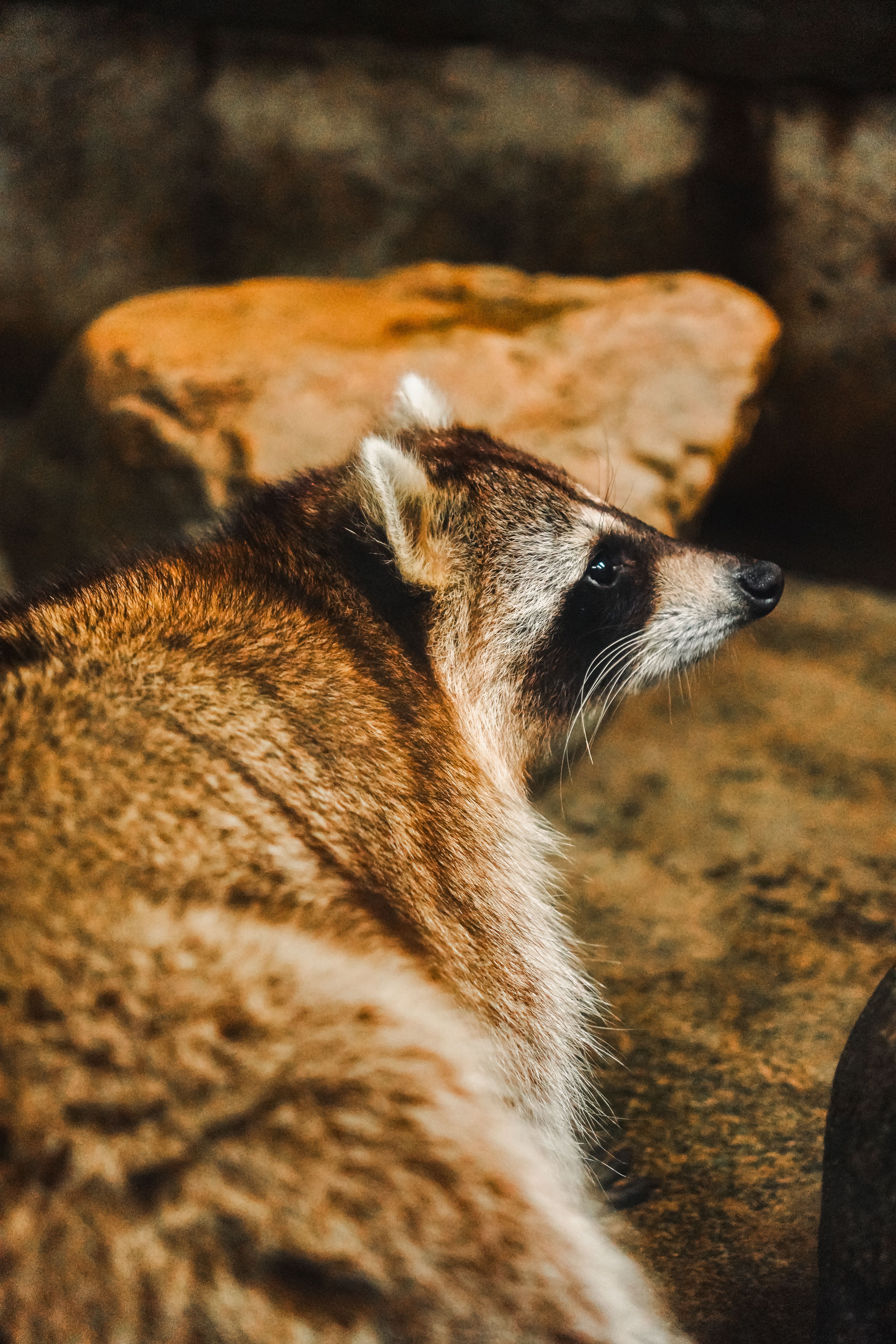 Close-Up of a Raccoon in Natural Habitat · Free Stock Photo