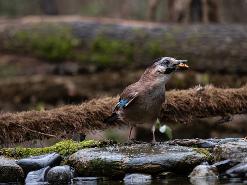 Free A Eurasian Jay holding nuts by a stream in a forest setting, showcasing vibrant woodland wildlife. Stock Photo