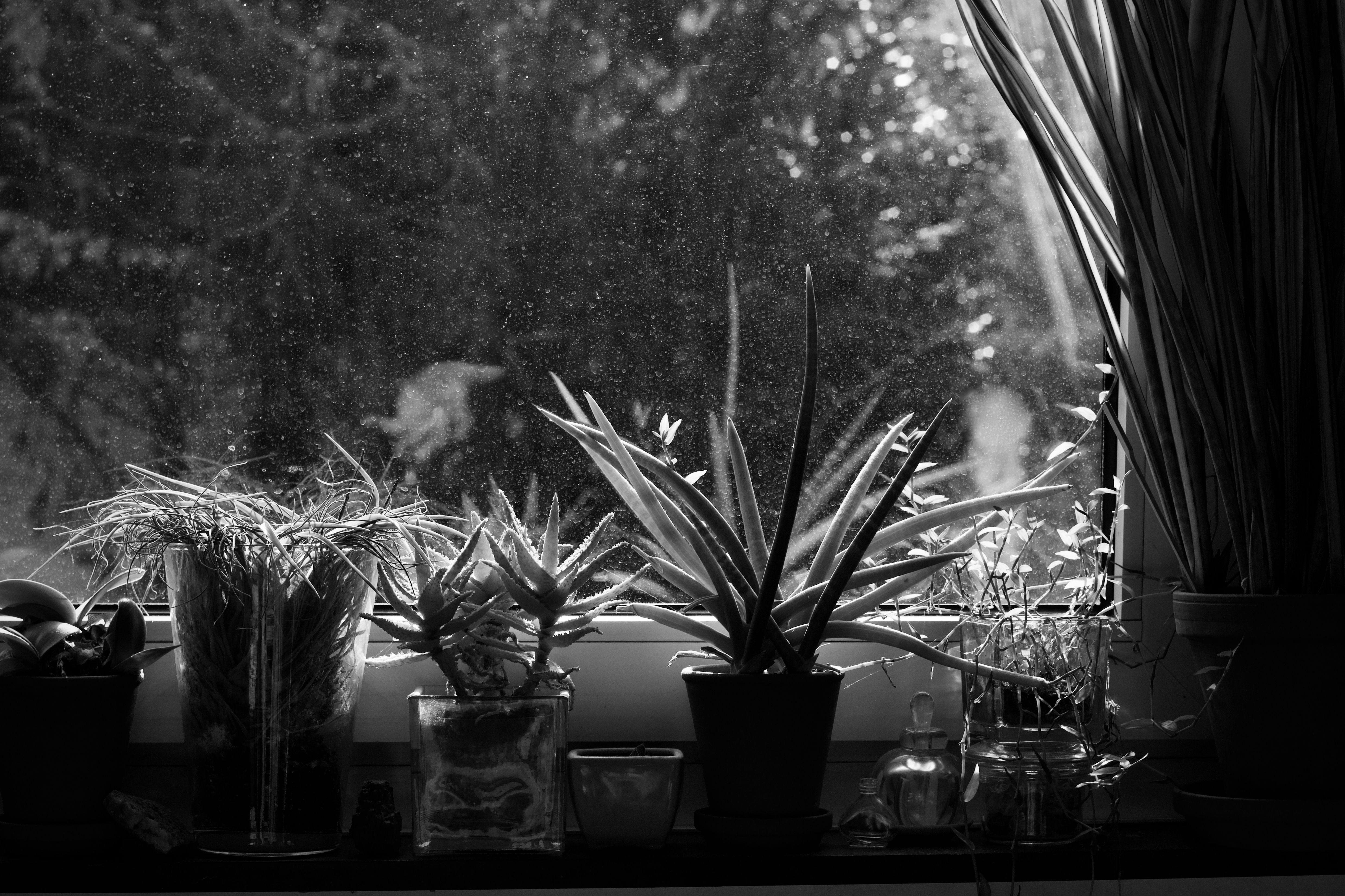 Lampes de croissance : le guide ultime pour un petit jardin maison éclatant dans n'importe quel reco
