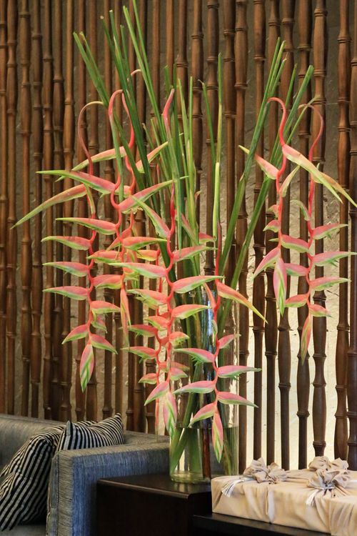 Free A stunning Heliconia plant arrangement set against bamboo decor in a cozy indoor setting. Stock Photo