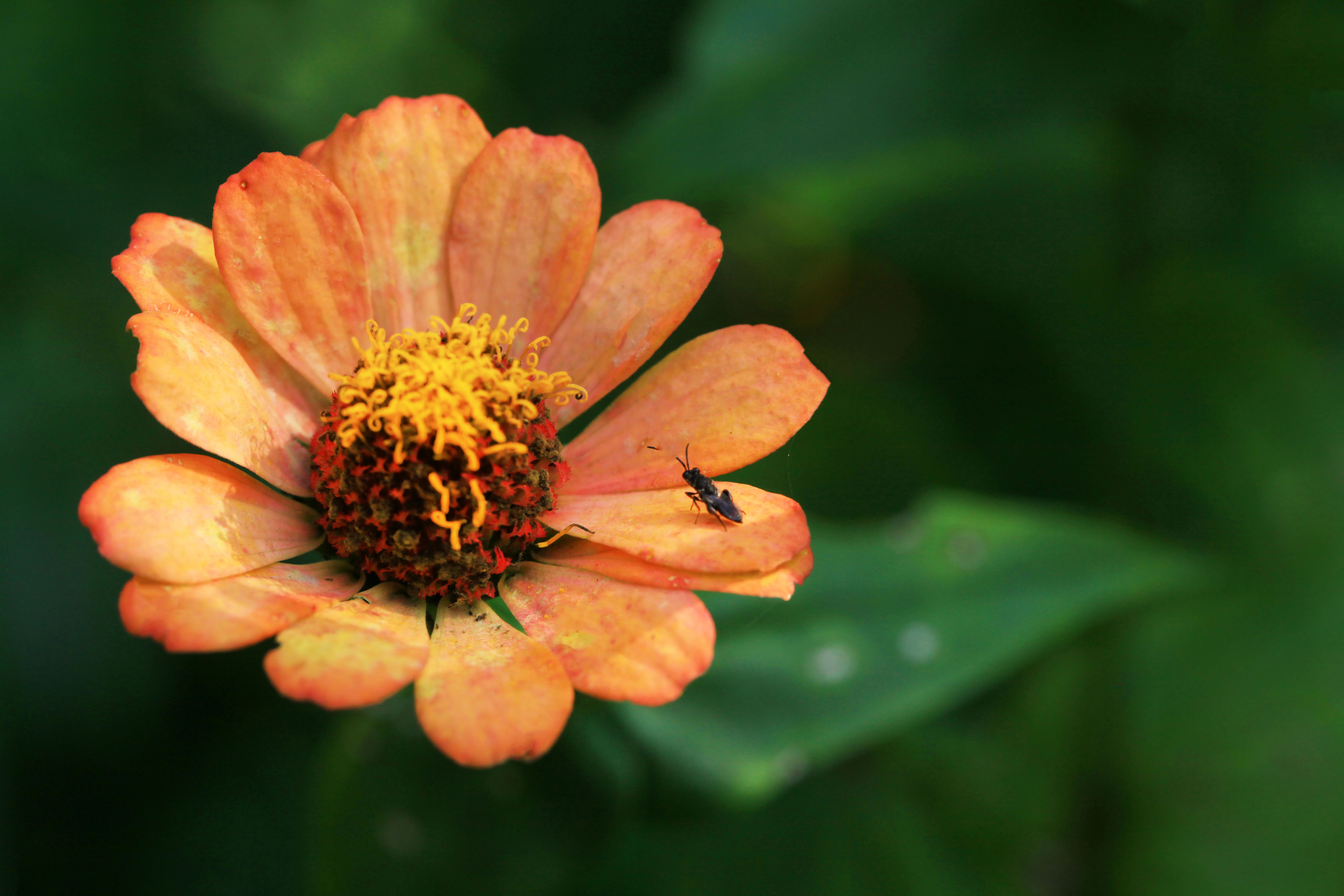 Bright Zinnia Flower with Visiting Insect · Free Stock Photo