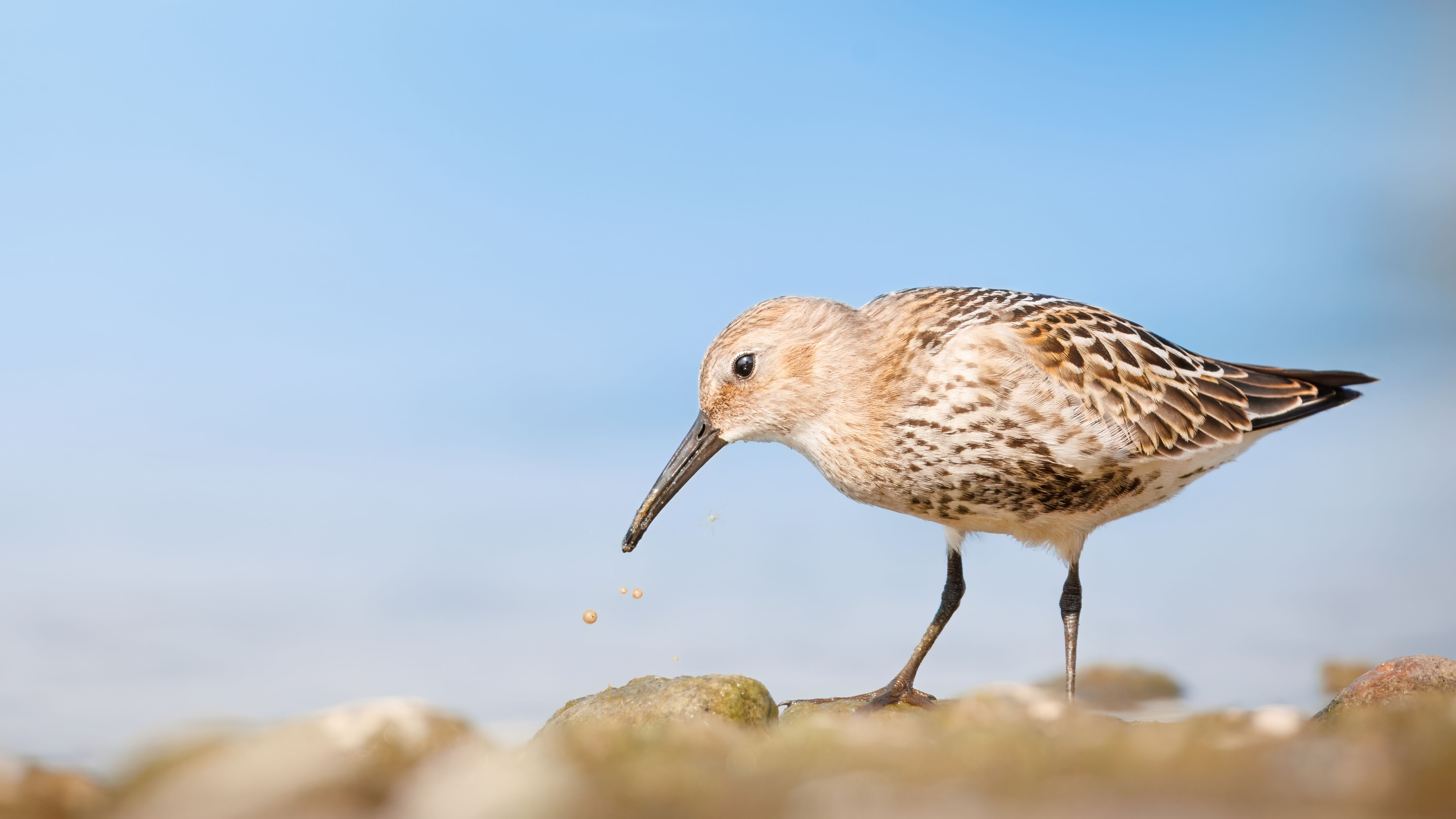 A detailed shot of a Dunlin bird picking food on a pebble beach under a clear blue sky.