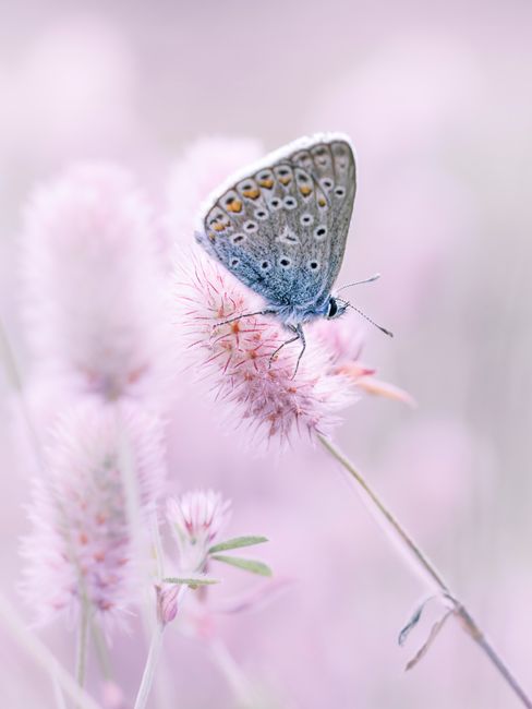 Delicate blue butterfly perched on a soft pink flower in pastel tones.