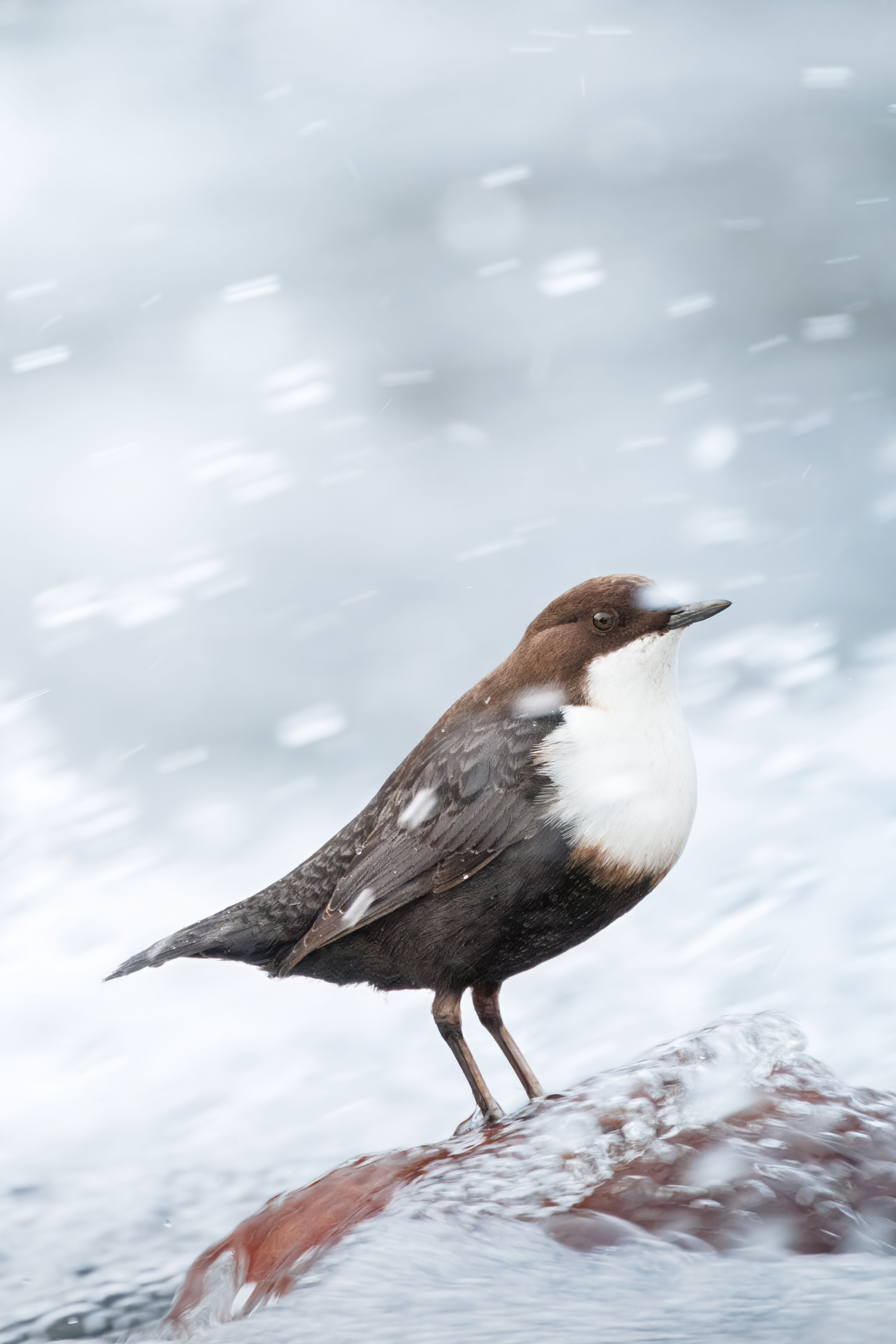 White-throated dipper standing on a rock in a river, surrounded by flowing water. Nature scene.
