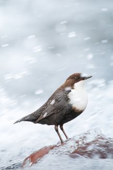 White-throated dipper standing on a rock in a river, surrounded by flowing water. Nature scene.