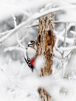 A Great Spotted Woodpecker perches on a tree trunk amidst a snowy landscape.