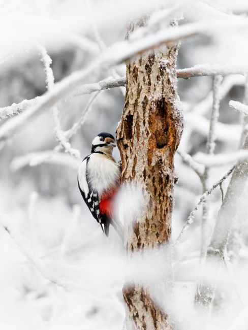 A Great Spotted Woodpecker perches on a tree trunk amidst a snowy landscape.