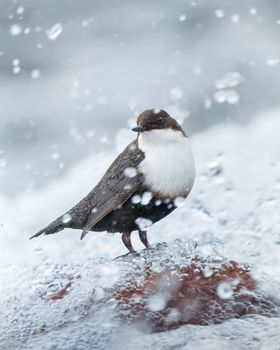 A white-throated dipper standing on a rock amidst a flowing winter stream.