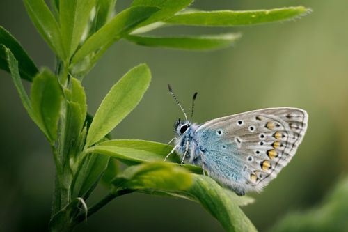 Free Close-up of a blue butterfly perched on green leaves, showcasing detailed patterns and colors. Stock Photo