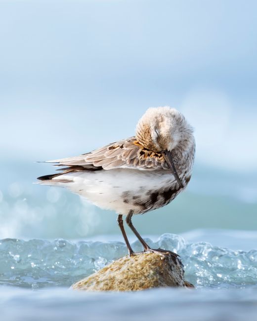 A sandpiper bird preening itself while standing on a rock amidst gentle ocean waves.