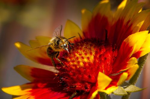 Free Macro shot of honeybee on a vibrant Gaillardia flower. Perfect for nature and wildlife themes. Stock Photo