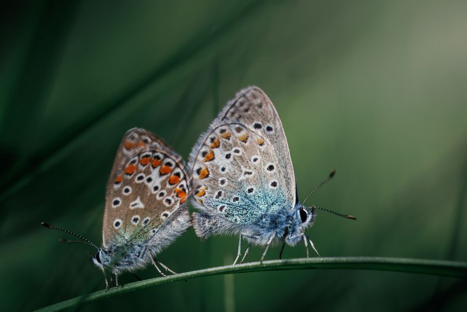 Macro shot of two common blue butterflies (Polyommatus icarus) perched on a blade of grass.