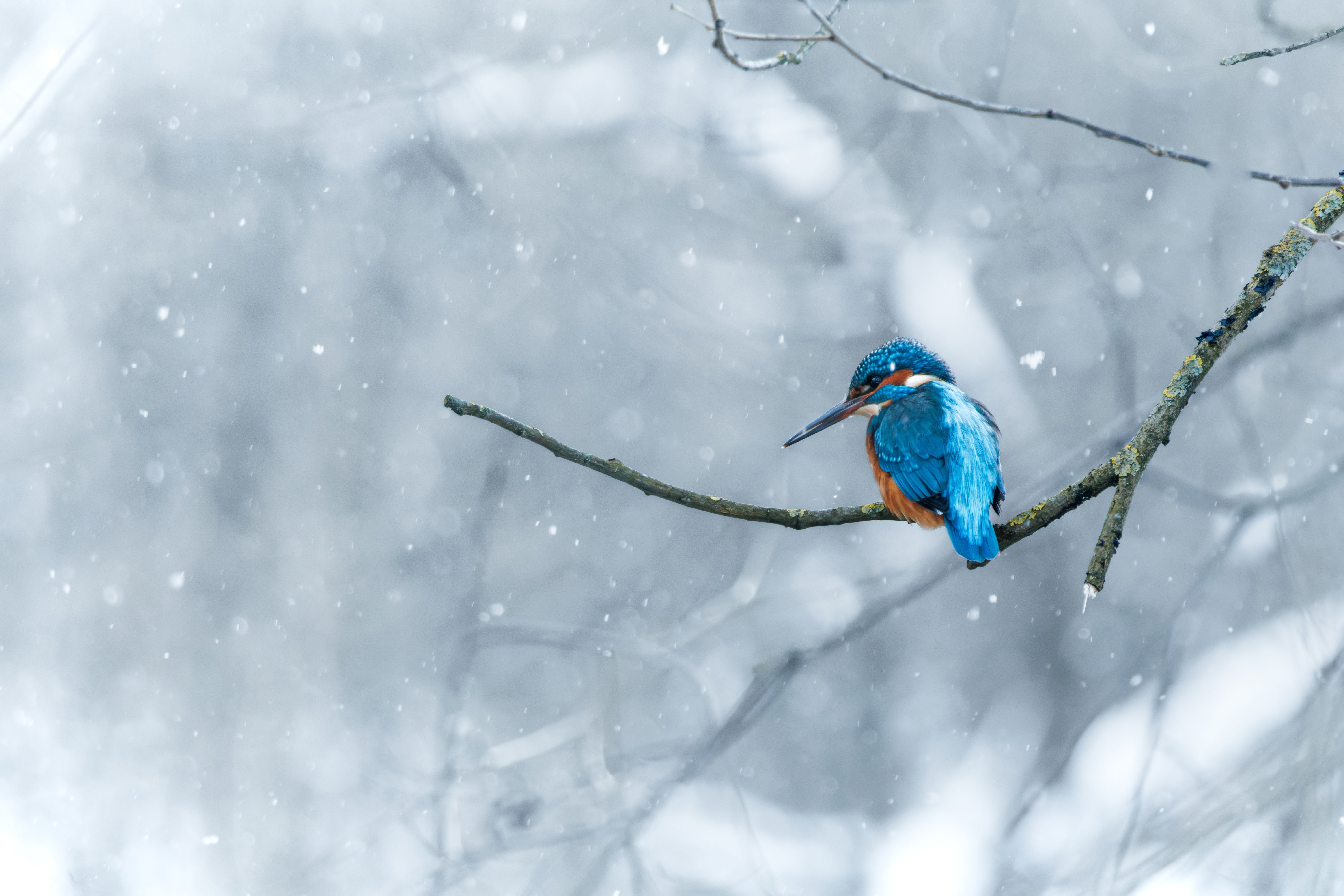 A vibrant kingfisher perched on a branch amidst a snowy winter landscape.
