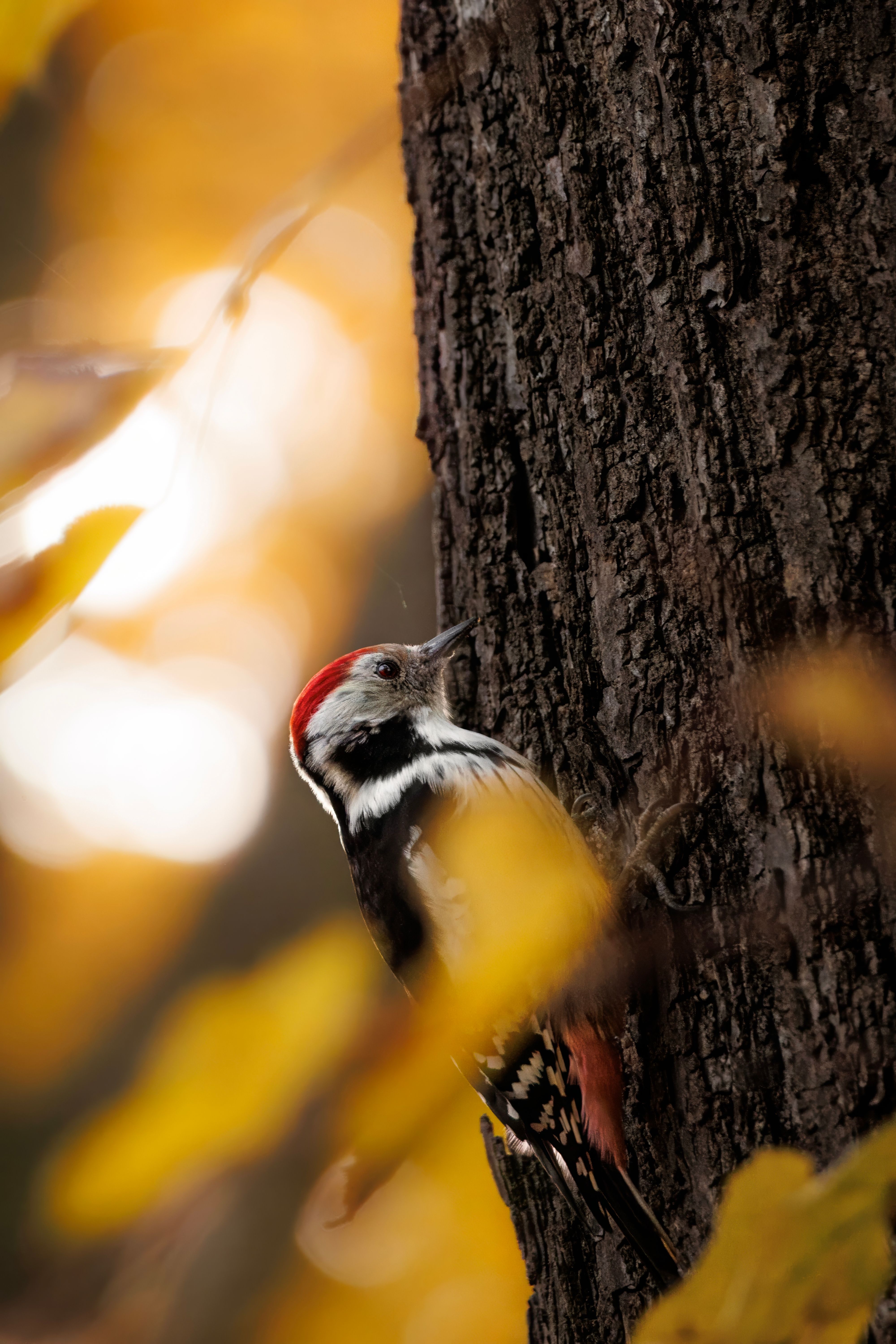 Close-up of a colorful Eurasian woodpecker on a tree trunk amid vibrant autumn foliage.