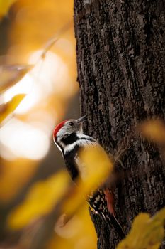 Close-up of a colorful Eurasian woodpecker on a tree trunk amid vibrant autumn foliage.