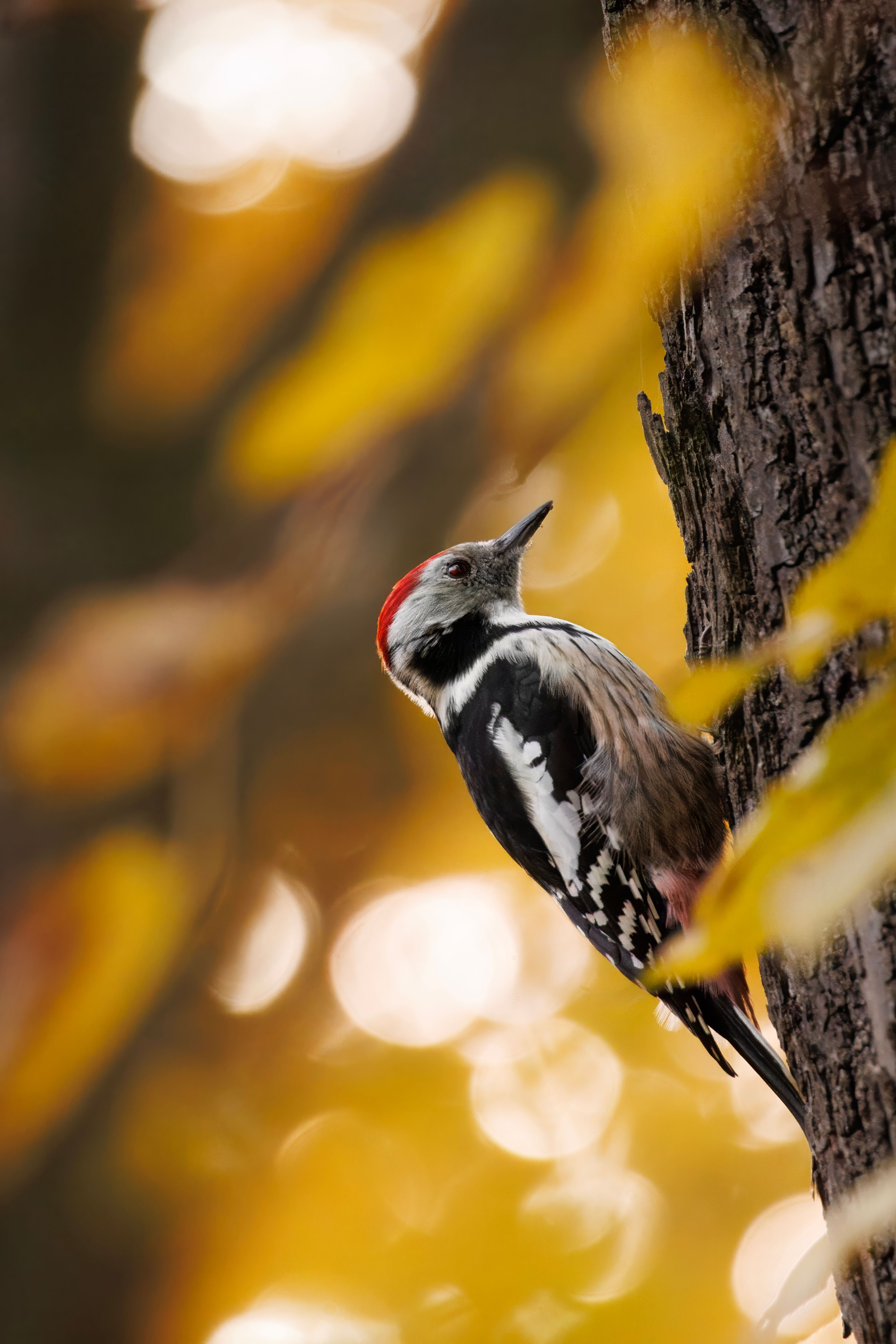 A great spotted woodpecker perched on a tree trunk with vibrant fall foliage.