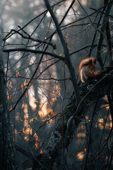 A red squirrel perched on a tree branch in an autumn forest during sunset, surrounded by bare trees.