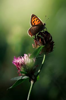 A butterfly gracefully perched on a clover flower, basking in sunlight in a tranquil meadow.