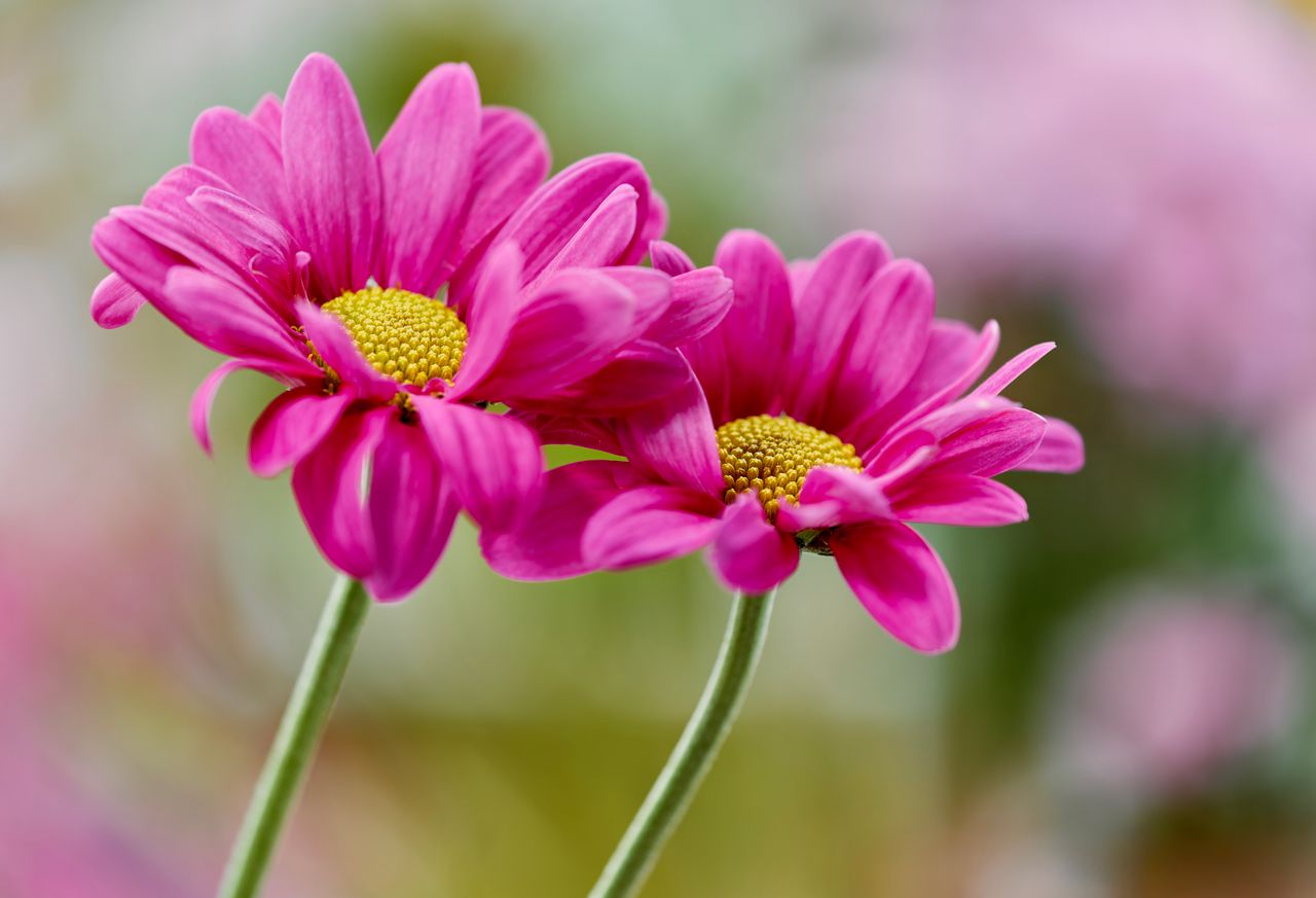 close up of vibrant pink daisies with yellow centers showcasing natura