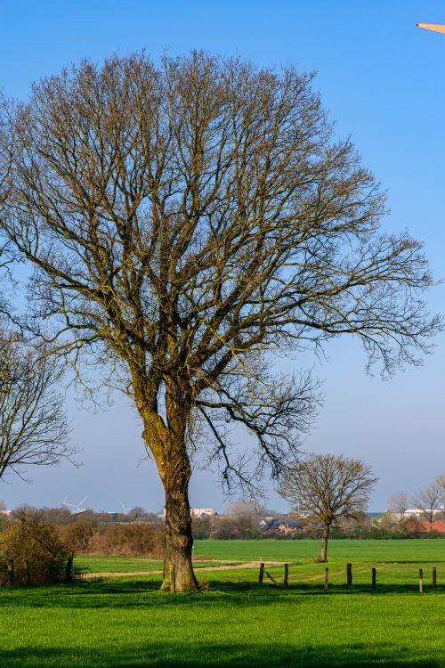 Free A tall oak tree stands gracefully in a green field under a clear blue sky. Stock Photo