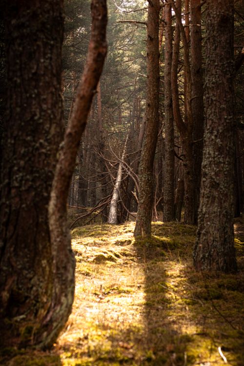 Free Beautiful woodland scene with sunlight streaming through the trees, emphasizing natural beauty. Stock Photo