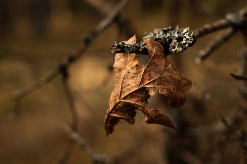 Free A detailed close-up photo of a dried leaf attached to a lichen-covered branch in a forest setting. Stock Photo