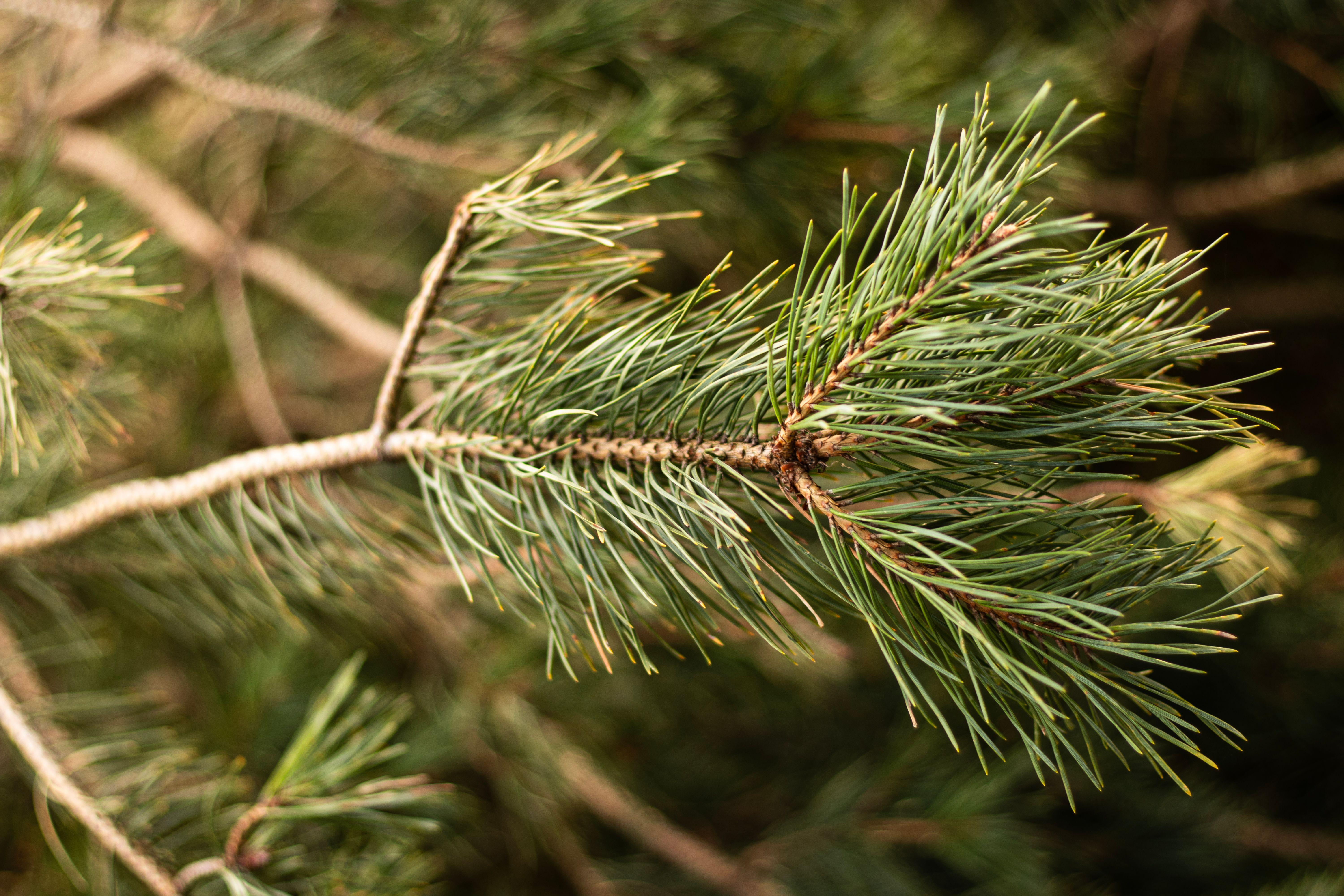 Close-up of pine tree branch showing green needles and the safe pruning zone — pruning evergreen trees in Surrey BC