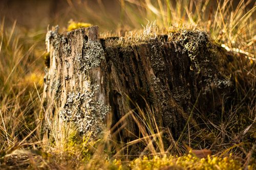 Free Close-up of a moss-covered tree stump surrounded by dry grass in a forest clearing. Stock Photo